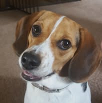 Dangerous Foods for Dogs: A Pet Parent's Guide Dangerous Foods for Dogs: A Pet Parent's Guide