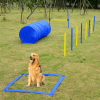 Agility Training Dog Course