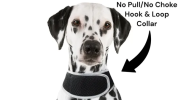 Dog GPS Trackers
