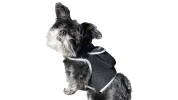 Dog GPS Trackers