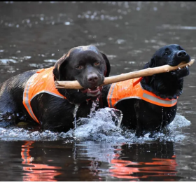 Dog Life Jackets (Size: Large)