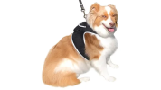 Dog GPS Trackers