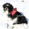 Step-In Dog Harnesses - Candy Canes