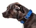 Adjustable Breathable Mesh Flat Dog Collars