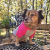Dog Hoodies Color-Block