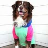 Dog Hoodies Color-Block