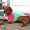 Dog Hoodies Color-Block
