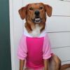 Dog Hoodies Color-Block