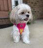 Choke Free Step-In Dog Harnesses - Ombre Collection