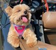Choke Free Step-In Dog Harnesses - Ombre Collection
