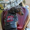 Biker Dawg Motorcycle Dog Coats