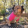 Dog Hoodies Color-Block