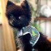 Cool Mesh Chest Strap Dog Harnesses with Leash