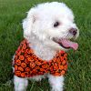 Halloween Camp Dog Shirts
