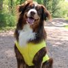 Packable Rain Gear For Dogs