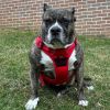 Pull Control Double-Clip Dog Harnesses - Crimson