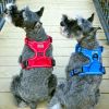 Pull Control Double-Clip Dog Harnesses - Crimson