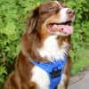 Pull Control Double-Clip Dog Harnesses - Mountain Lake