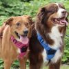 Pull Control Double-Clip Dog Harnesses - Wild Raspberry