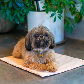 Cool Pet Pad Cover (Color: Nude, Size: X-Small)