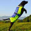 All-Weather Dog Coat - Blue and Green