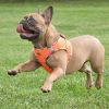 Step-In Dog Harnesses Hawaiian Trim - Sunset Orange