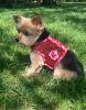 Cool Mesh Chest Strap Dog Harnesses with Leash