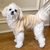 Soft Plush Dog Sweaters - Cream