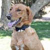 Universal Bow Ties For Dogs - Navy Blue and Green Stripe