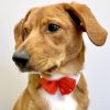 White Collar Red Satin Bow Ties For Dogs