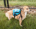 Large-Pocketed Animated Dog Backpacks