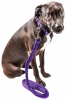 2-In-1 Adjustable Mesh Dog Leash and Collar