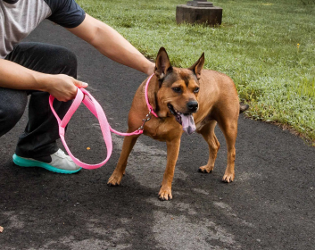 Adjustable Mesh Dog Leash and Collar (Color: Pink, Size: Small)
