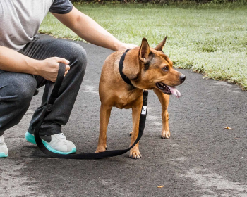 Adjustable Mesh Dog Leash and Collar (Color: Black, Size: Small)