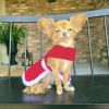 Holiday Dog Dress - Red Velvet Sparkle