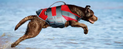 Adjustable Buoyant Dog Life Jacket