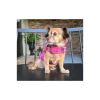 Reversible Fleece Lined Puffer Coats for Dogs - Pink Plaid