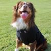 Dog Shirts Solid Polo - Jet Black