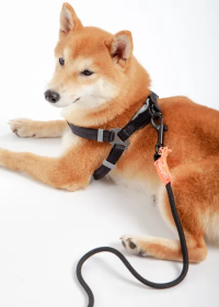 Durable Nylon Dog Walking Set (Color: Black, Size: Small)