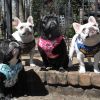 Choke Free Back-Clip Dog Harnesses - Pink Hibiscus